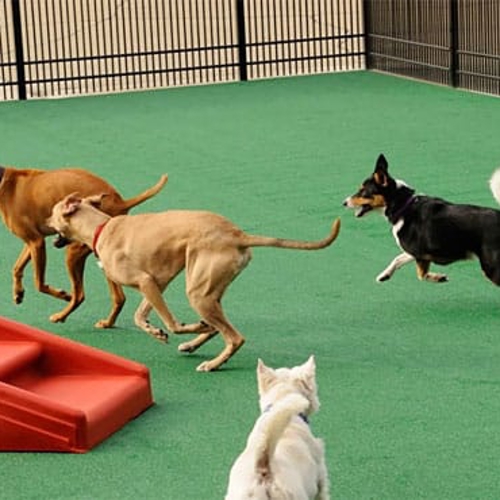 Dogs run and play together outside on some turf